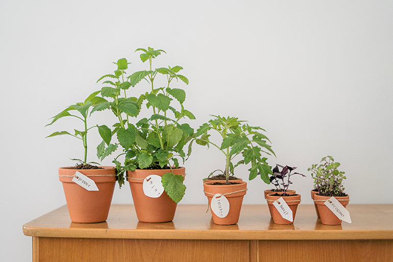10 Crucial Tips for Growing Your Own Herb Garden