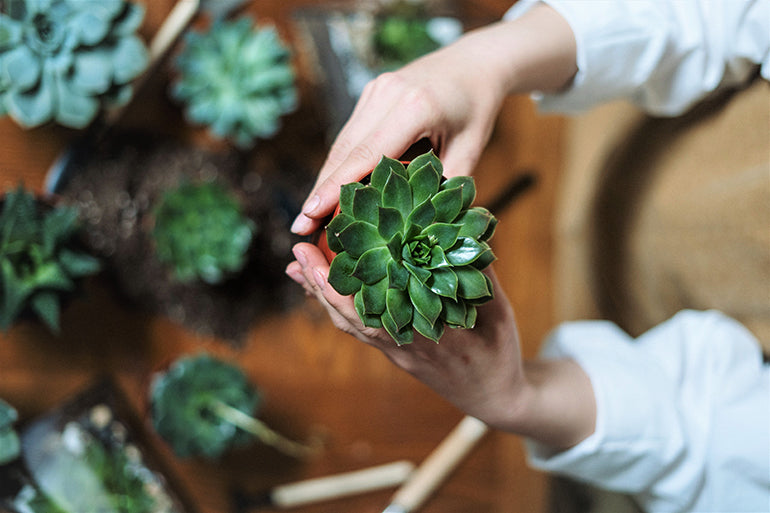 How to Keep Your Indoor Plants Alive & Thriving