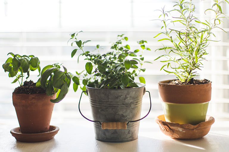 How to Start an Indoor Garden: Internal Growth